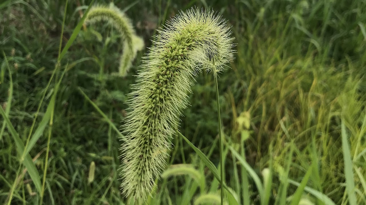 Green Blooms