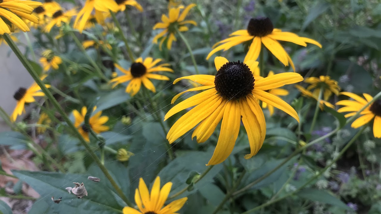 Flowers In Bloom